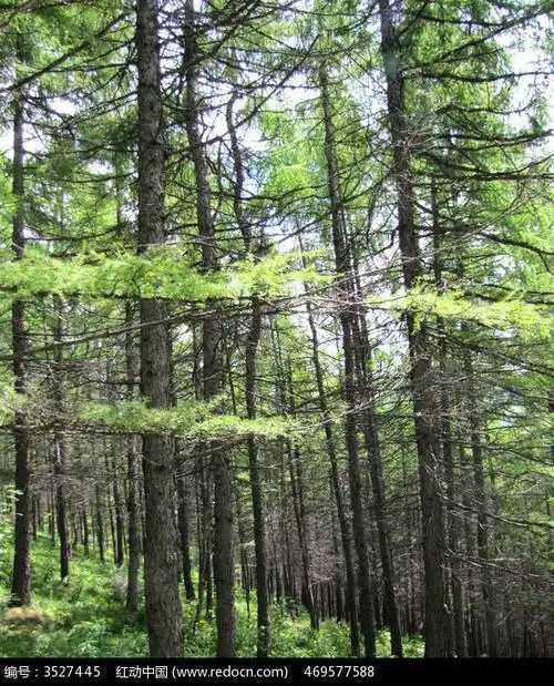 茂密的原始森林