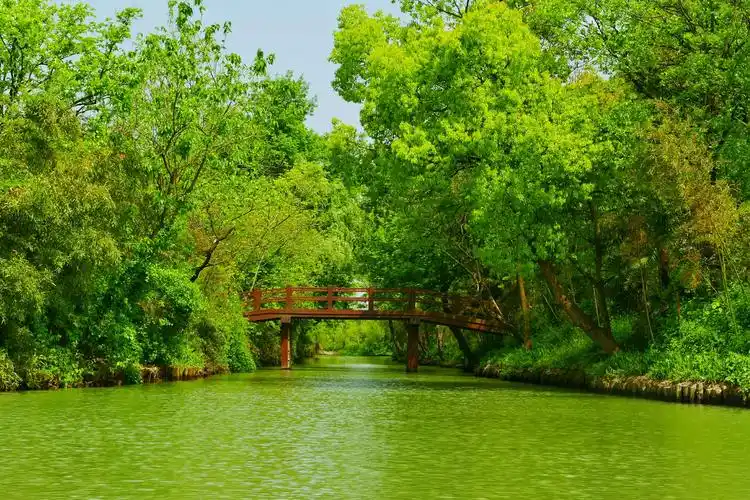 西溪国家湿地公园,绿树成荫,碧水微漾.