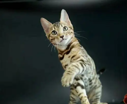 cfa猫舍繁育精品孟加拉豹猫 多只可选疫苗齐全