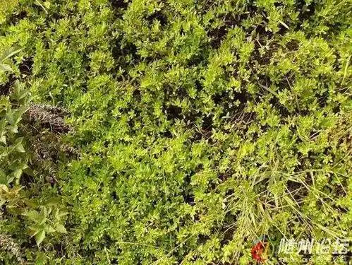 到底哪种是真正的龙王草?