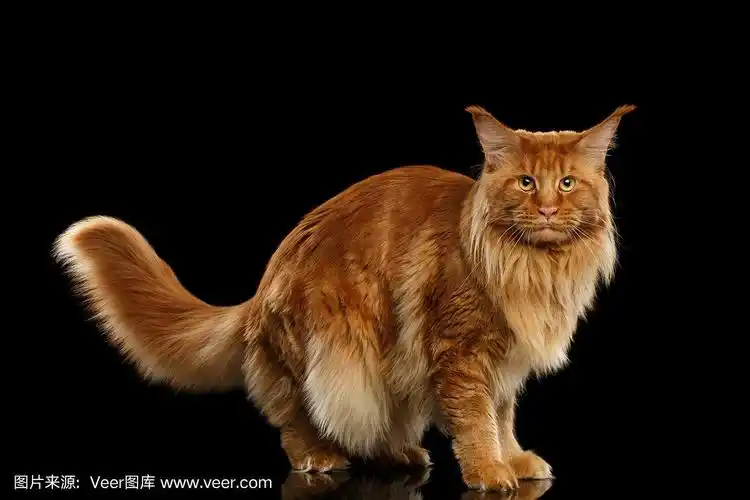 红缅因猫站着毛茸茸的尾巴孤立的黑色