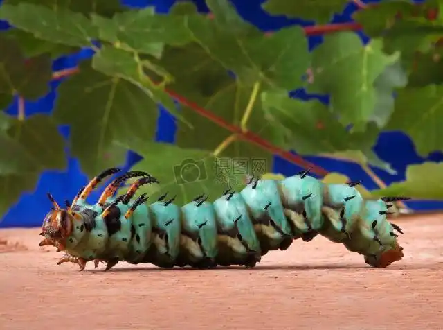 帝王蛾的巨型幼虫山核桃角魔鬼