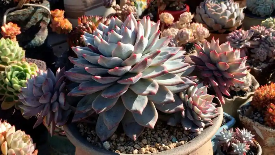 粉蓝鸟大老桩·无砍 198