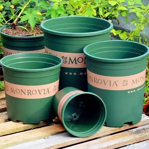 加仑盆,青山盆,塑料盆各有什么特点?怎么选?