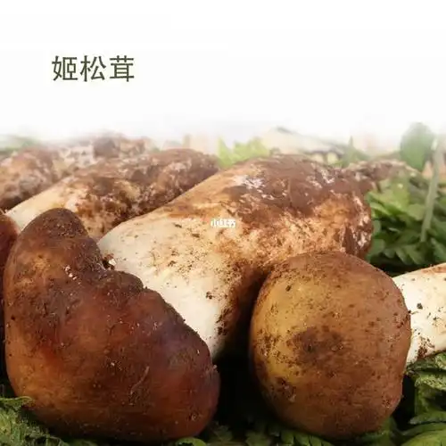 新鲜姬松茸