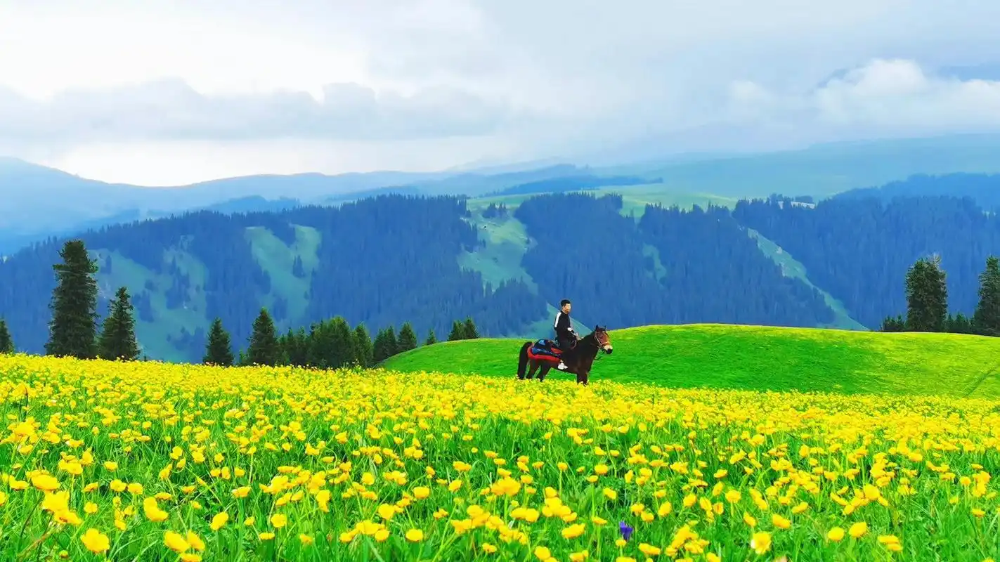 喀拉峻草原花开正盛,伊犁现在多数草原都是盛花期.