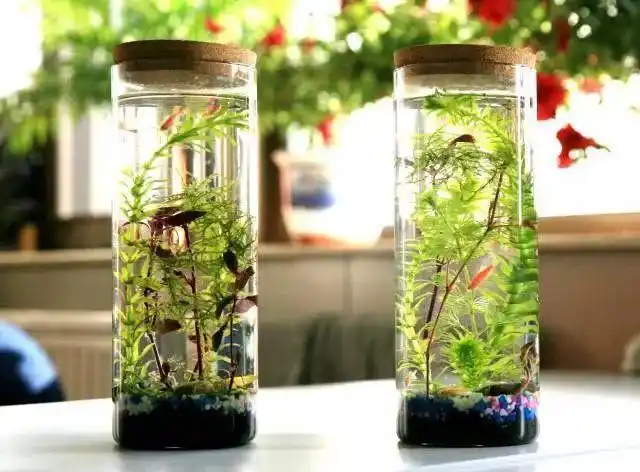 把花养在鱼缸里!不但不耽误养鱼,而且还会有意想不到的效果
