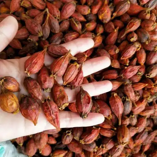 批发山栀子 黄栀子 每件500克