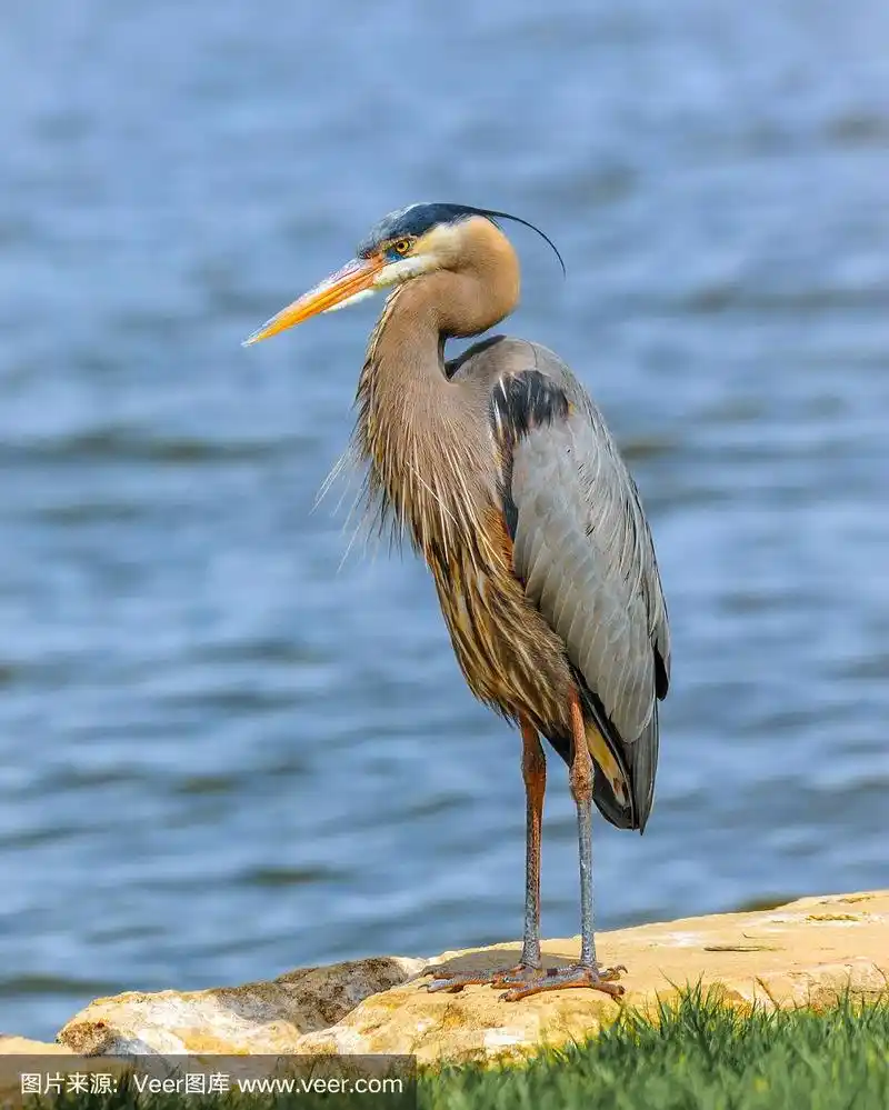 大蓝苍鹭,切萨皮克湾,蓝色苍鹭,马里兰,自然