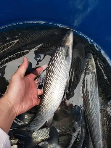 银鳕鱼苗 淡水鳕鱼大鳞肥 鱼场批发直供 提供技术指导