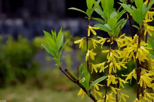 行摄飞扬——秦岭花草(66)连 翘