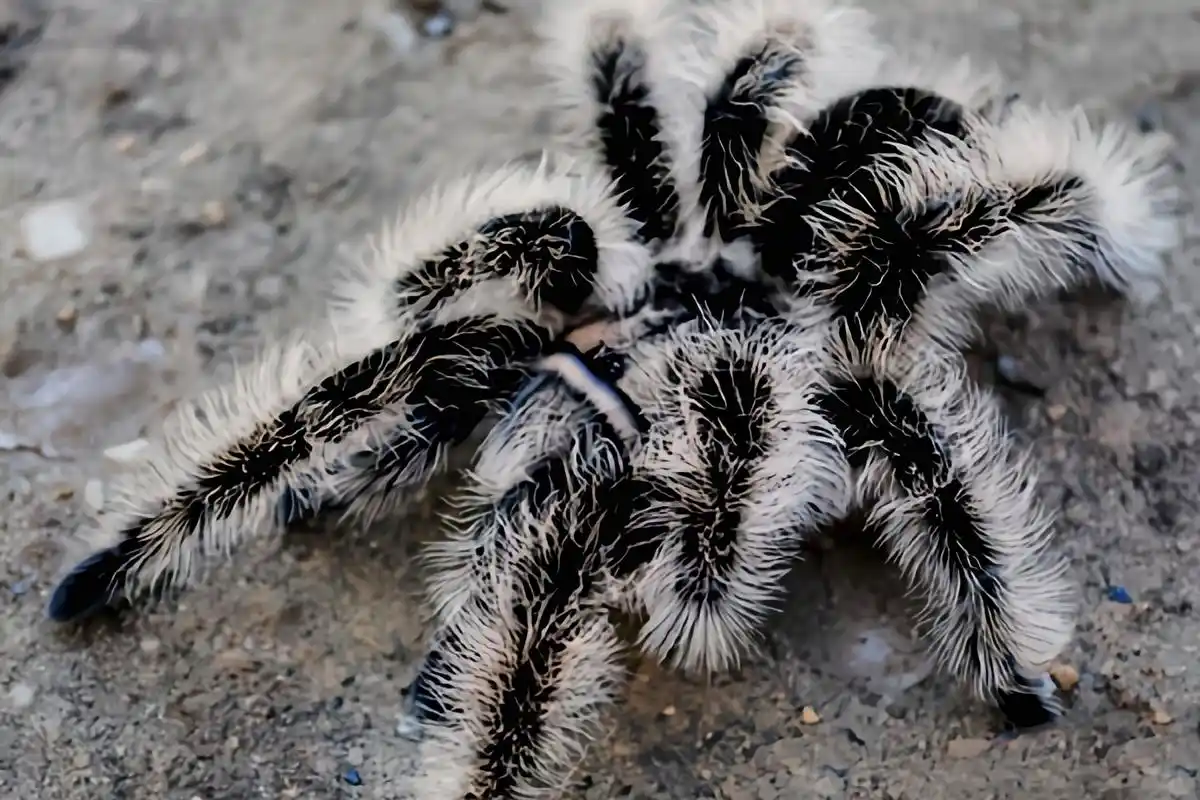 每天认识一种动物——洪都拉斯卷毛蛛 洪都拉斯卷毛蛛是蜘蛛目,捕鸟蛛