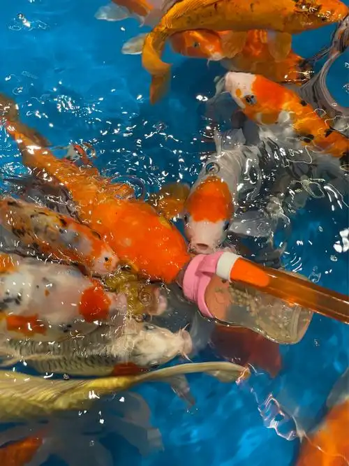 这年头鱼都吃上了奶瓶