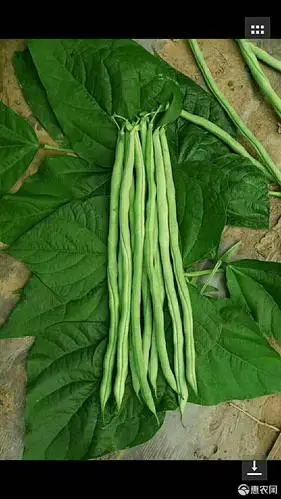 无筋四季豆 30cm以上