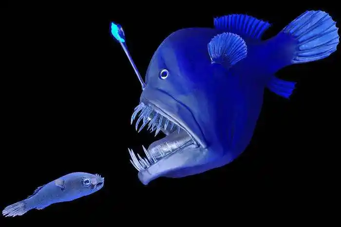 孩子,我愿做你的灯笼鱼