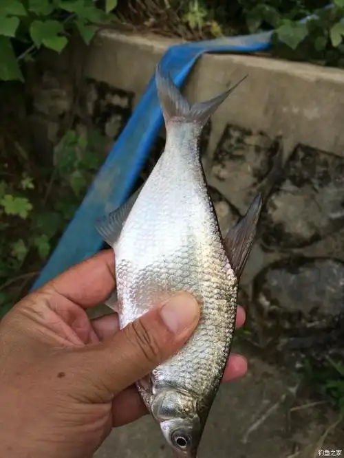 扬州市江都区江鳊多多! - 钓鱼之家