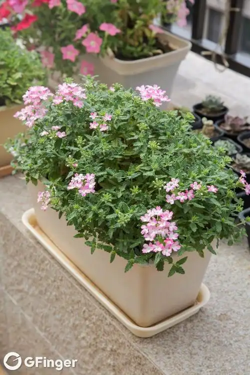 美女樱 粉白双色