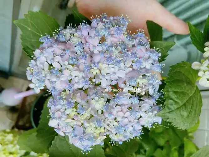 买了个无尽夏新娘的小苗