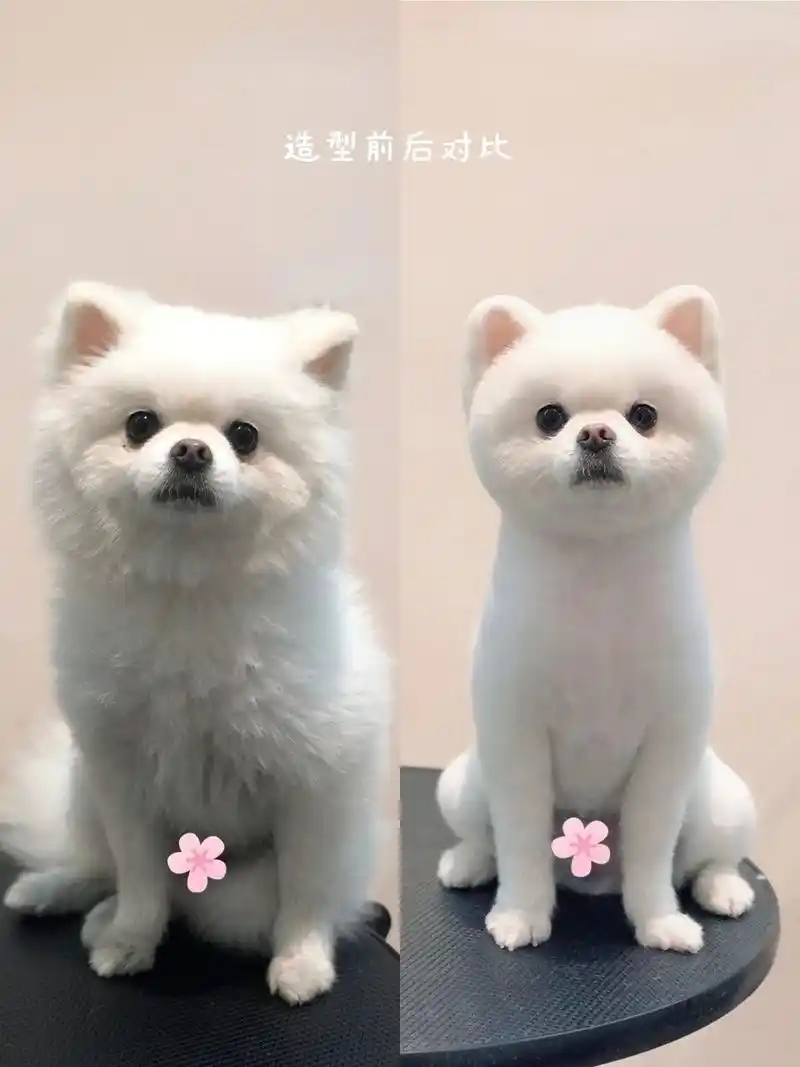 博美俊介造型|拿给托尼照着剪想翻07都难 97博美家长直接进来抄