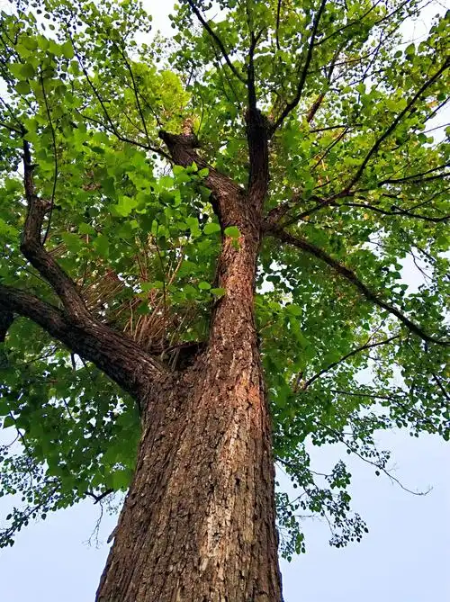 河南秋树图片及价格楸树