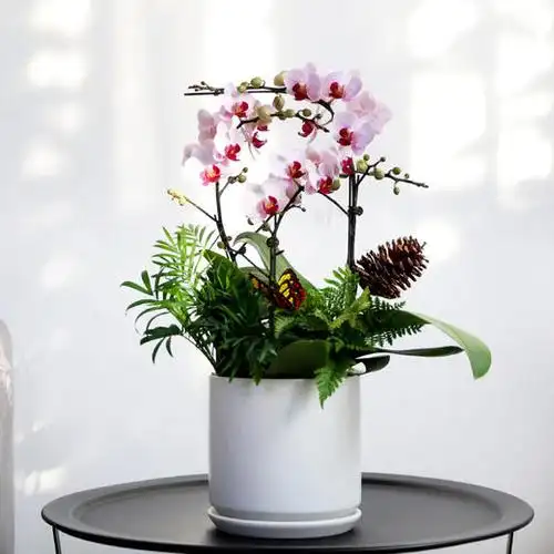 三株蝴蝶兰绿植盆栽送长辈领导客户开张开业乔迁生日敬贺礼物盆子随机