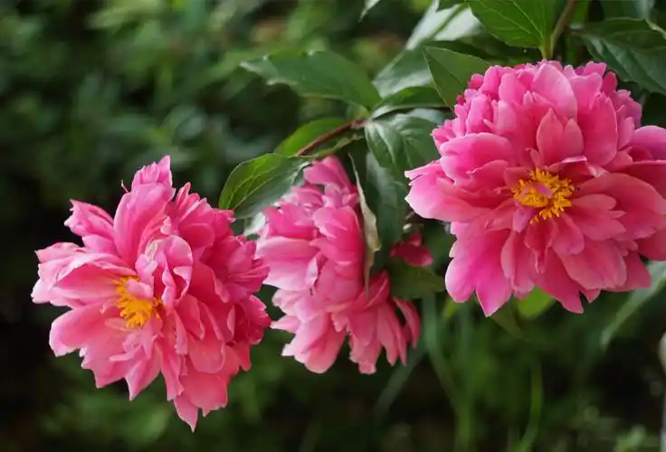 跟拍一株牡丹花