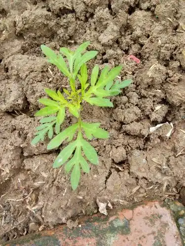 百日草刚摘心了可以吗?