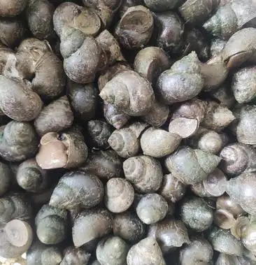 [田螺批发]中华田园螺价格2.50元/斤 - 一亩田