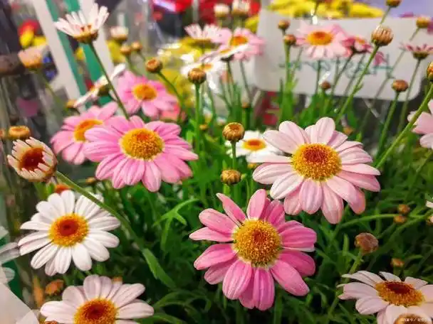 荷兰菊的养殖方法和注意事项