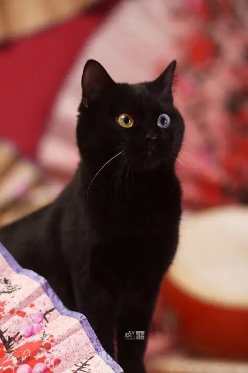黑猫##异瞳##鸳鸯眼