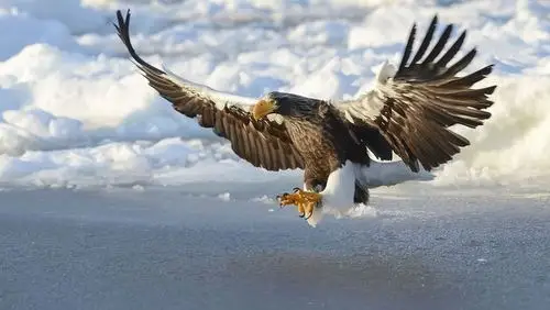 大鹏鸟"由此也成了年轻人志向高远的一种象征,激荡人心.