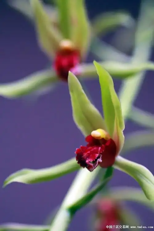 [皖草堂]蕙兰红素之九华红素