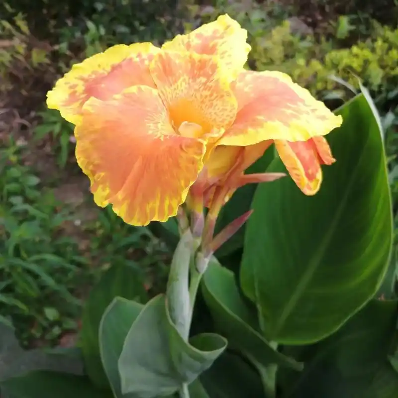 芭蕉树(又叫美人蕉)开花了,花朵鲜艳夺目.手机随拍,邀请你看 - 抖音