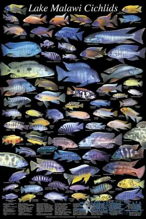 三湖慈鲷马鲷鱼友拿着这个图片去买鱼吧,哈哈!