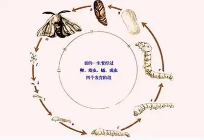 一,蚕的一生从蚕到蚕丝制品,这又是怎样的一个历程呢?