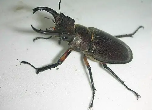 这是什么甲虫?吃什么?_?