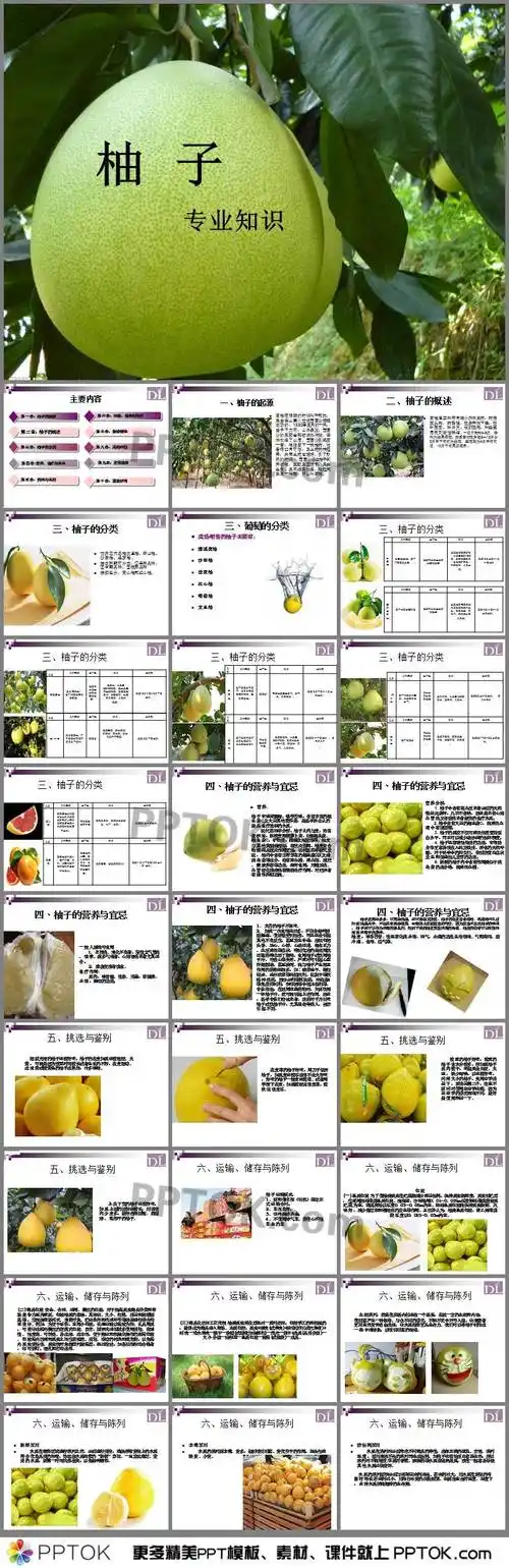 柚子专业知识ppt