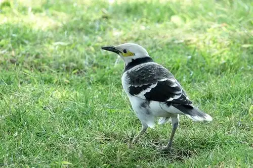 黑领椋鸟--花八哥