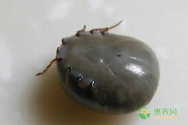 牛蜱虫怎么消灭干净牛蜱虫咬了怎么治疗