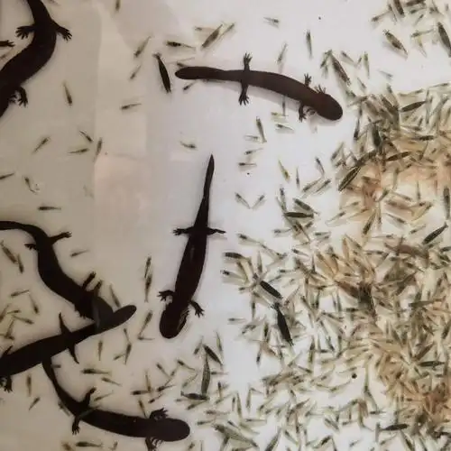 娃娃鱼苗价格-娃娃鱼鱼苗批发-养殖基地一手货源