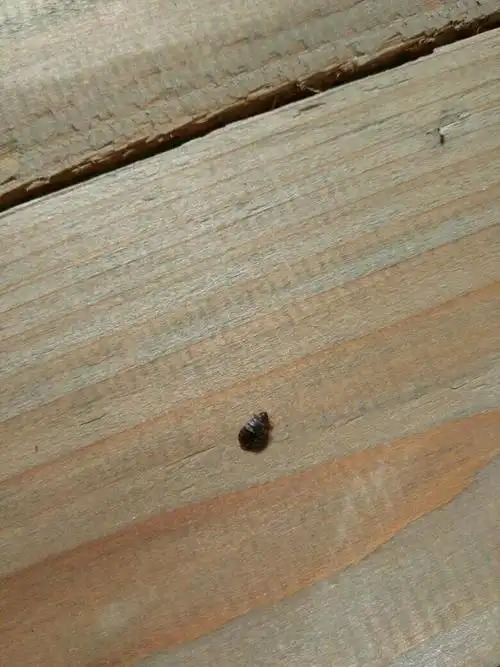 问下这是什么虫,喜欢藏身于木头缝隙里,对人有伤害吗