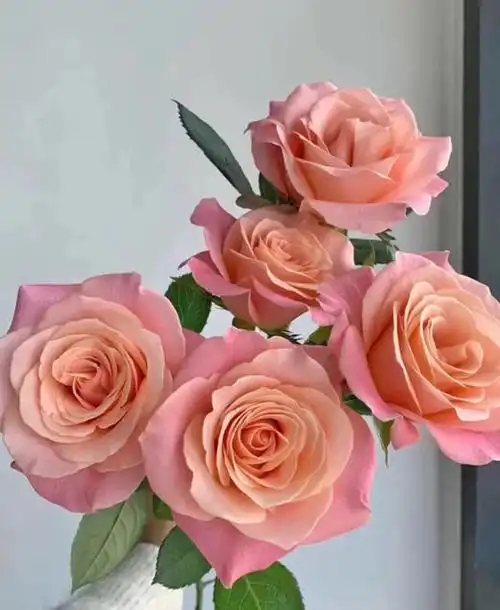 猪小姐玫瑰混批20扎起发