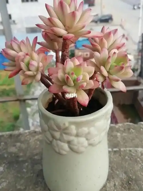 小叮当锦也不错哦多肉多肉控小叮当小叮当锦