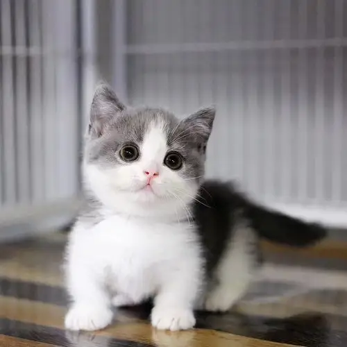 宠爱天下英国短毛活体纯种蓝白英短幼猫幼崽猫咪