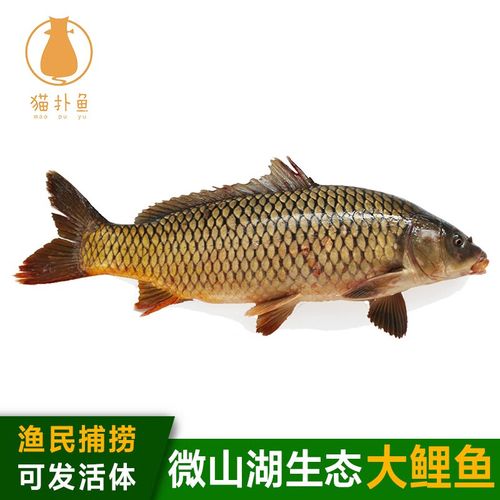 鲜活现杀 新鲜鲤鱼淡水鱼生鲜水产 四鼻孔鲤鱼14-15斤/条