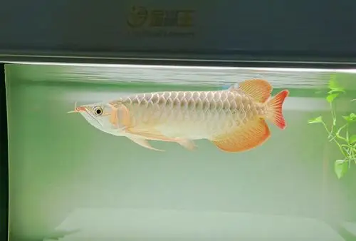 灯光下红龙鱼的变化,每一张都是那么的美