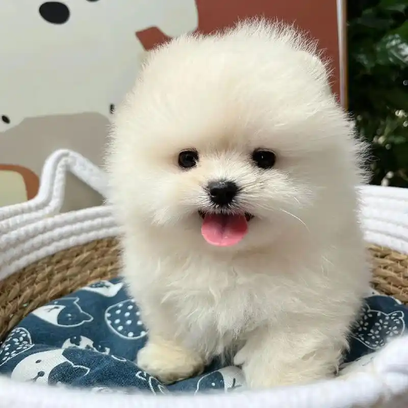 博美幼犬一窝 低价 喜欢的来|||杭州.纯种小体博美幼犬找新 - 抖音