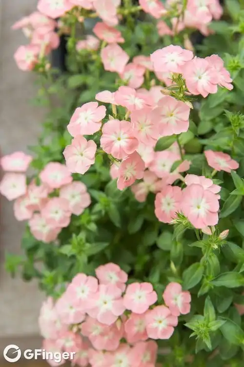 福禄考 桃色绵羊