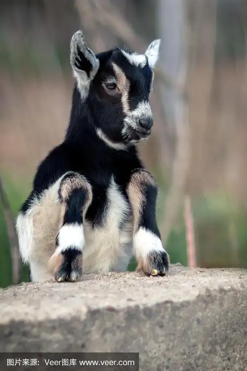 幼小动物,柔和,毛皮,黑白图片,农业
