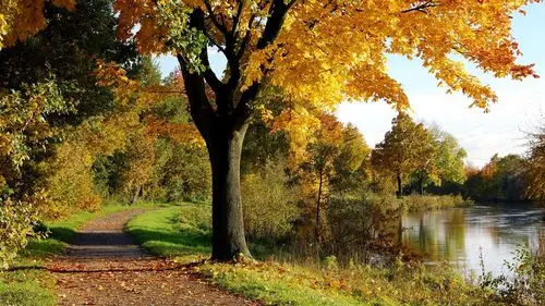 秋树园 640x1136 iphone 5/5s/5c/se 壁纸,图片,背景,照片